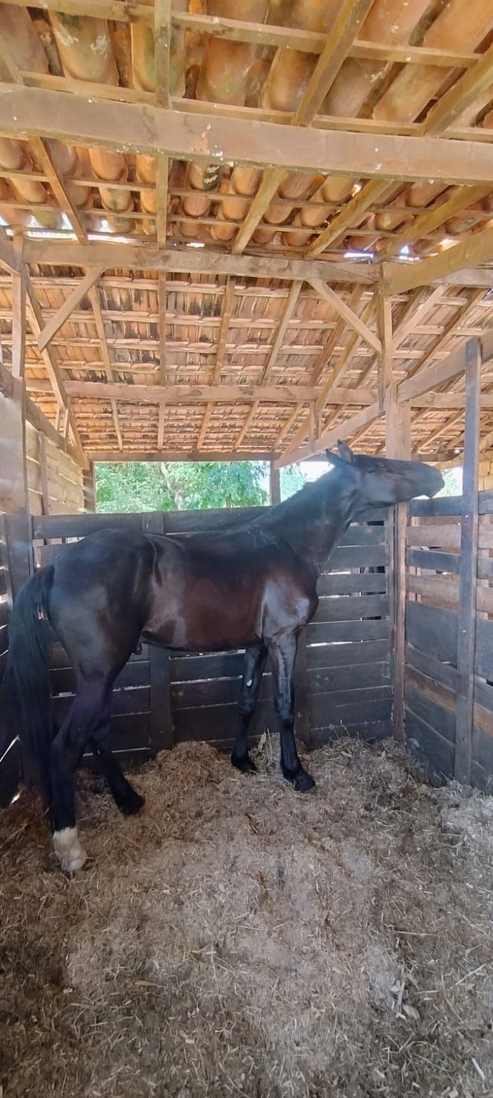 Invicto